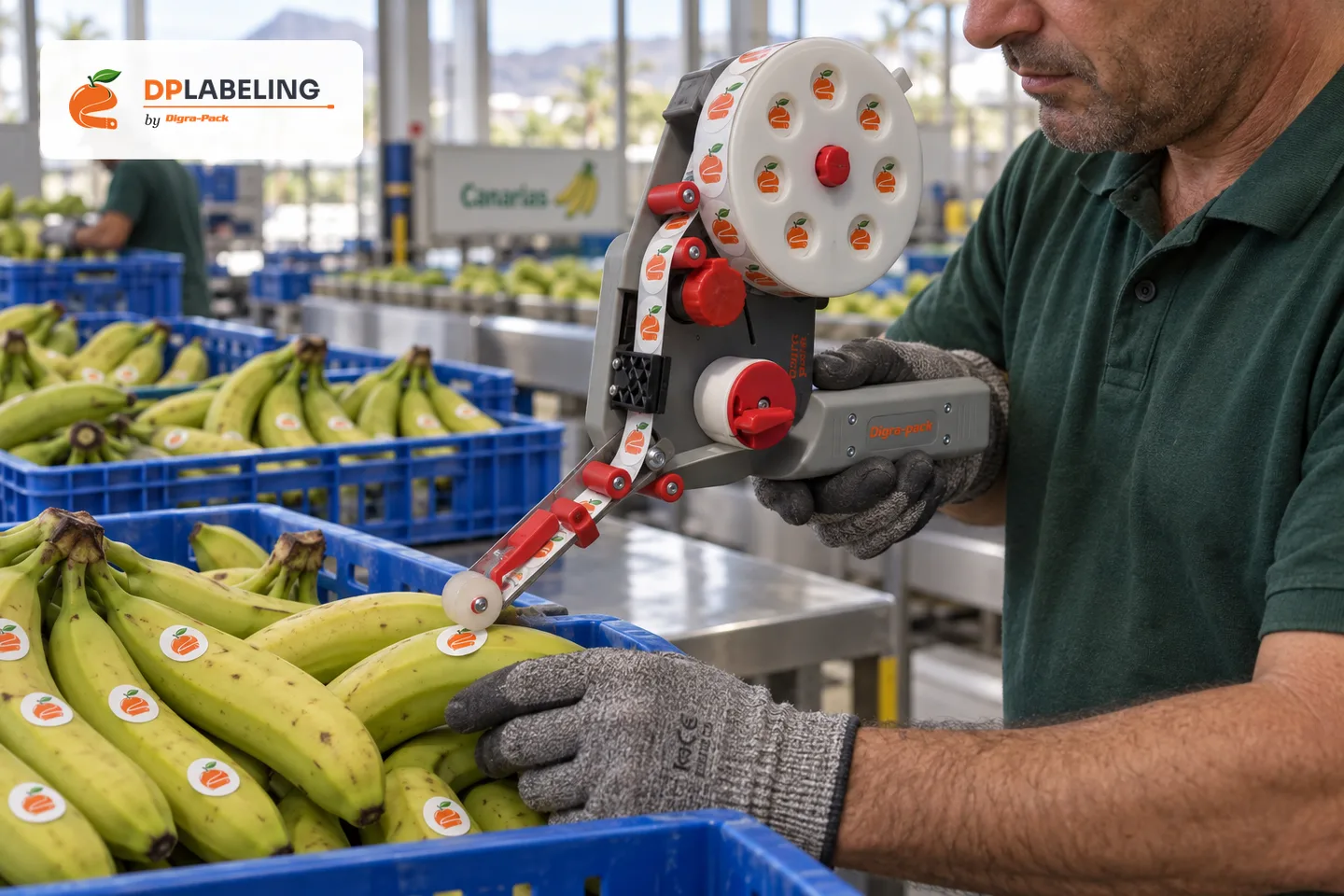DP35 Versatile labeller applying a 22mm - 35mm label in a packhouse